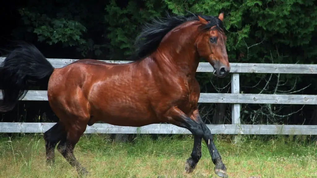 Bay Horse Names: Cleveland Bay Horse