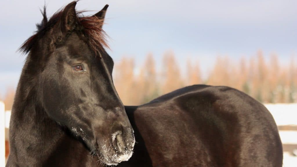 Canadian Horse