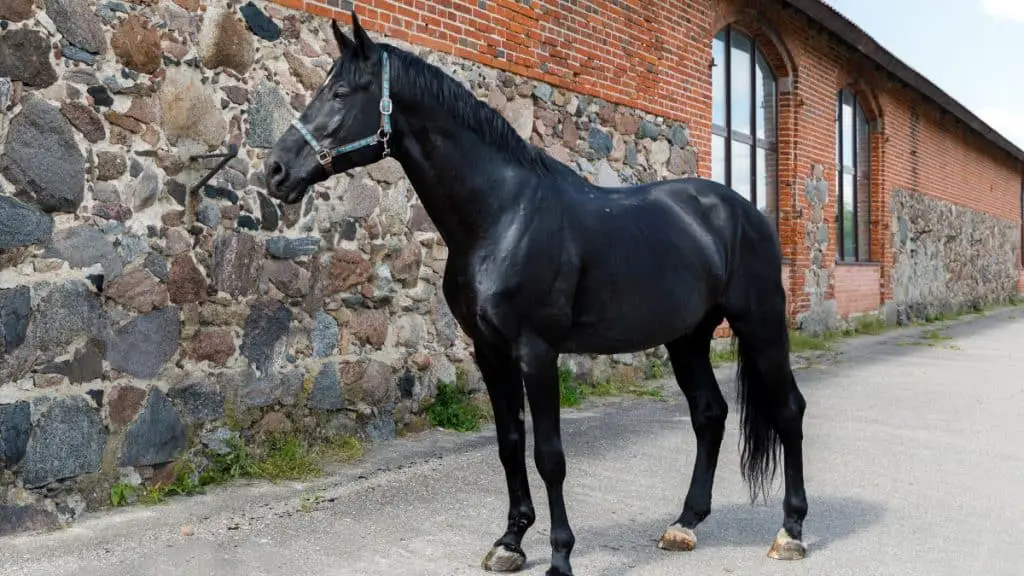 Holsteiner Horse