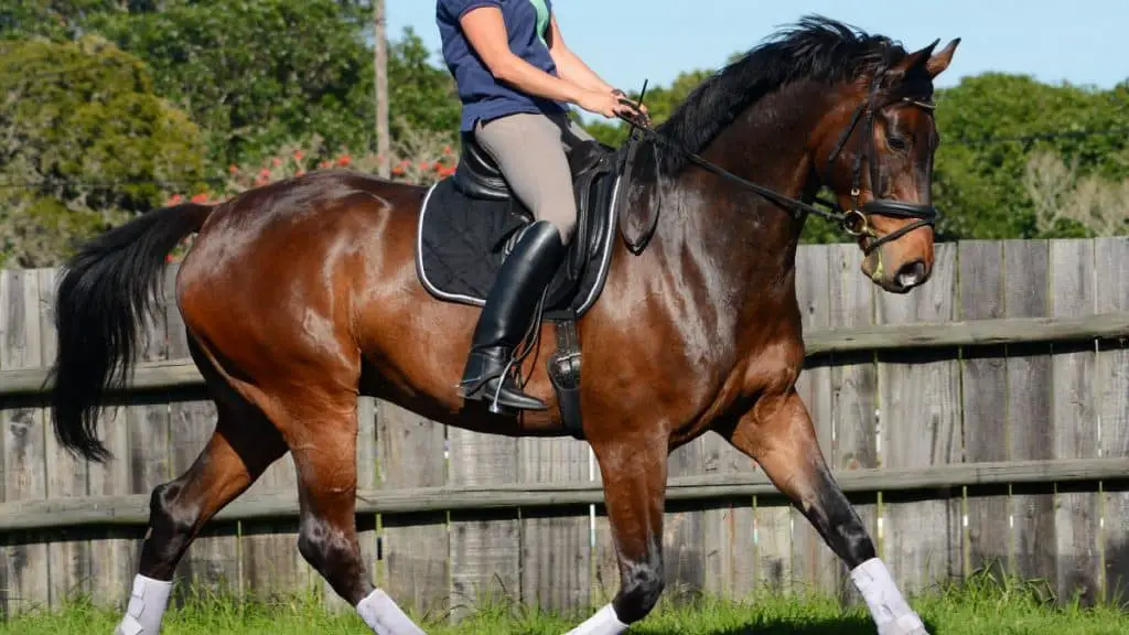 Hanoverian Horse Dressage