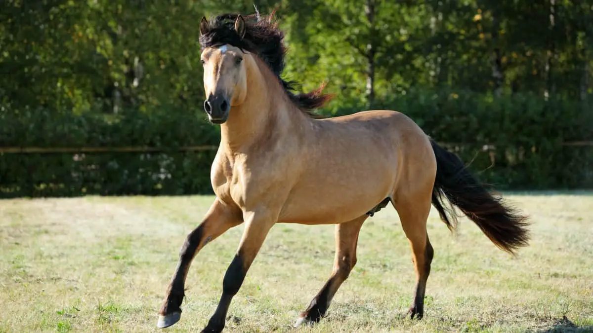 Paso Fino Horse