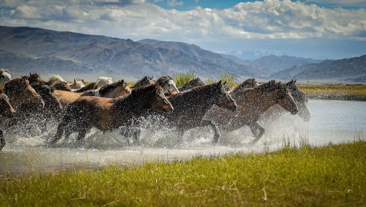 Mongolian Horses