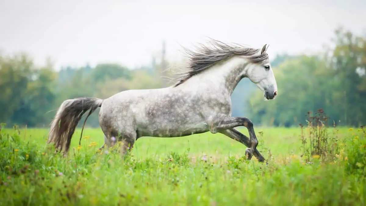 Andalusian Horse Facts And Information - Breed Profile