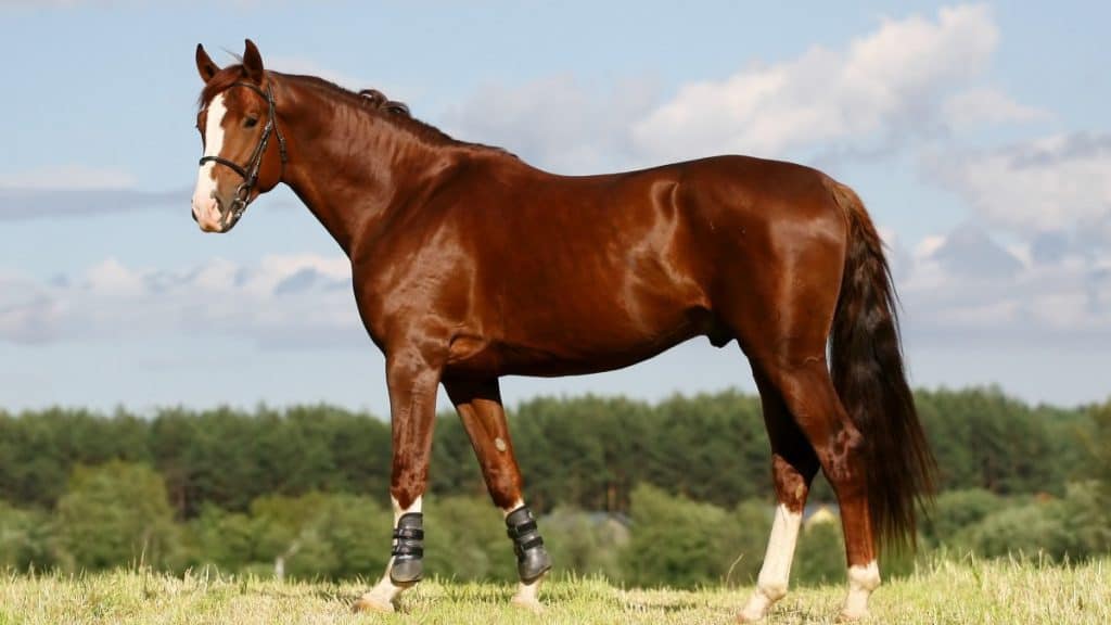 Oldenburg Horse Facts And Information - Breed Profile