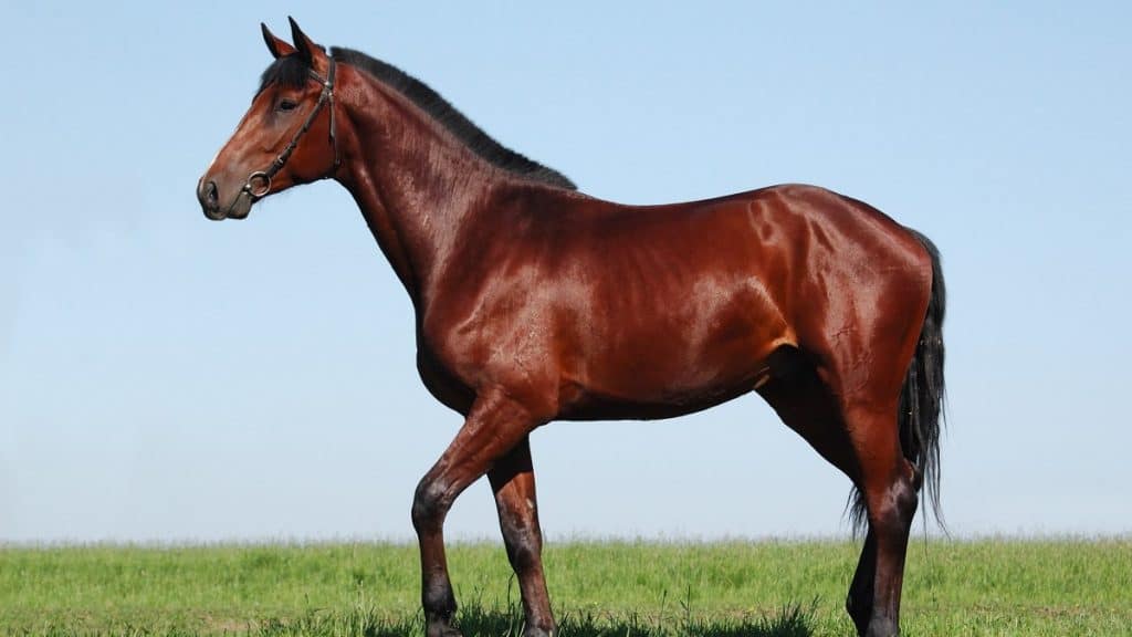 Oldenburger Stallion