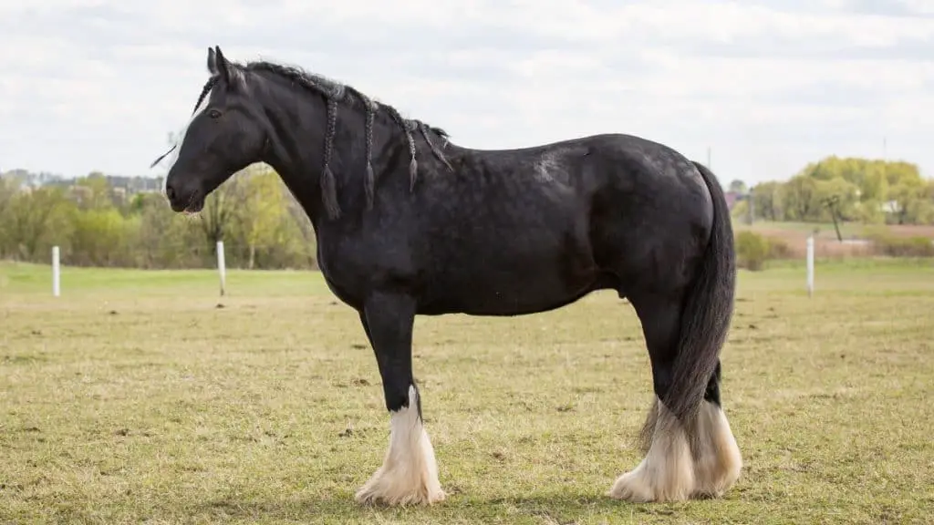 Shire Horse