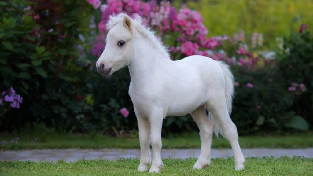 Miniature Horse