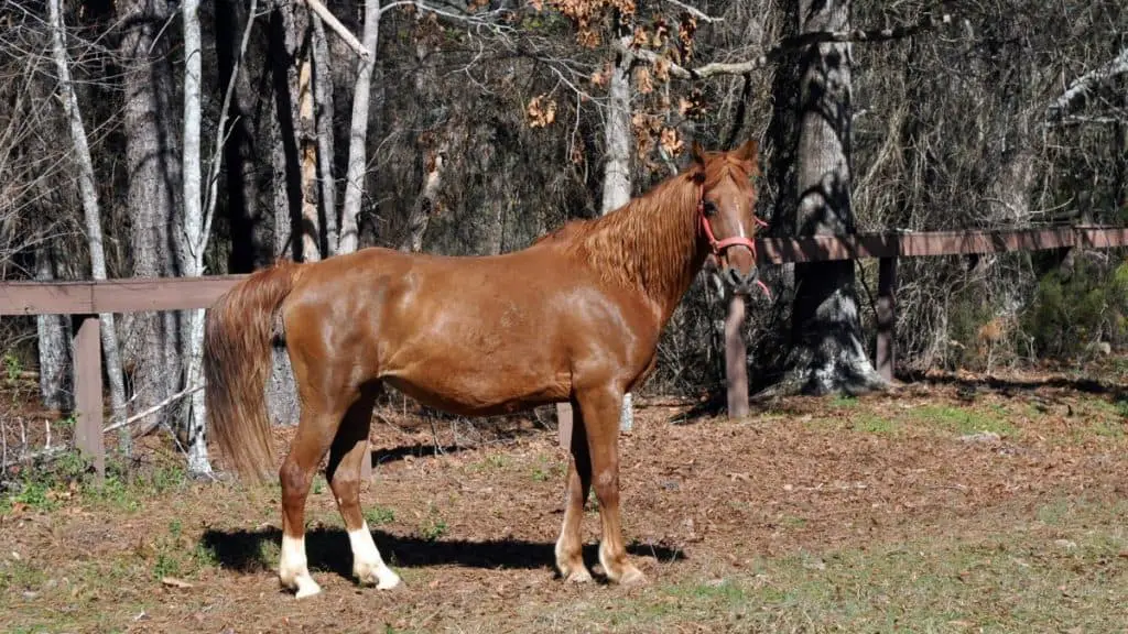 American Saddlebred