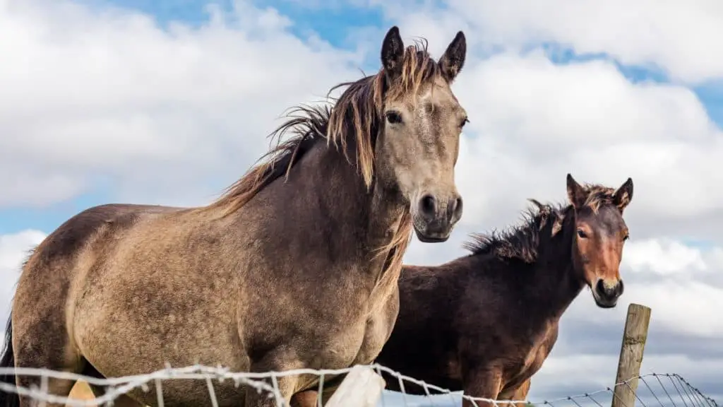 Irish Draught Horse