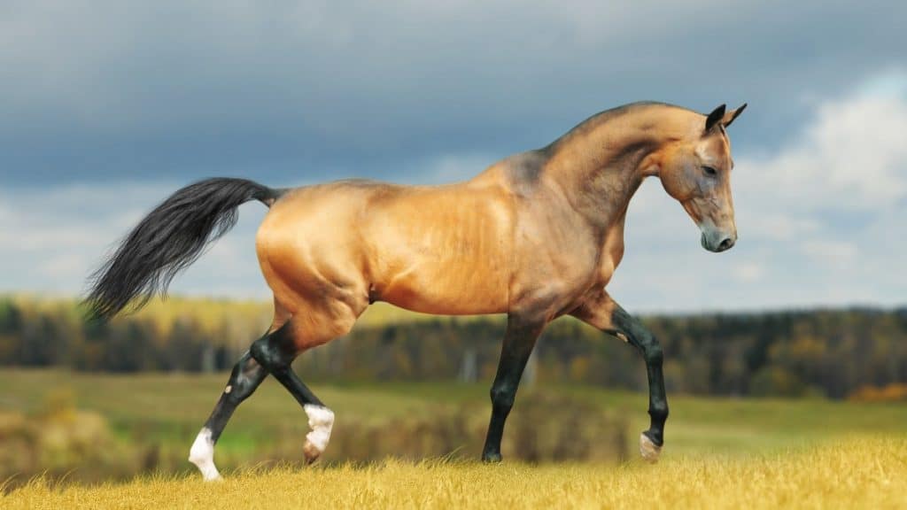 Akhal Teke Horse