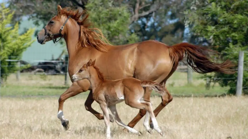 Australian Stock Horse