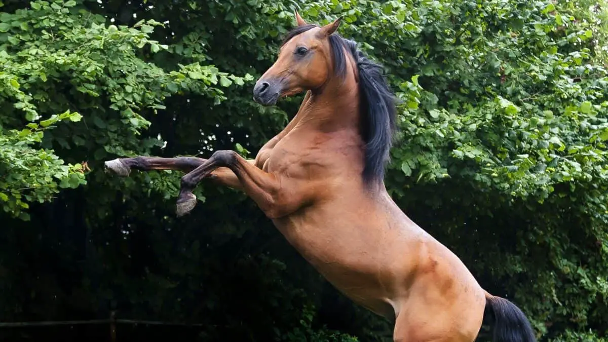 Thoroughbred Horse