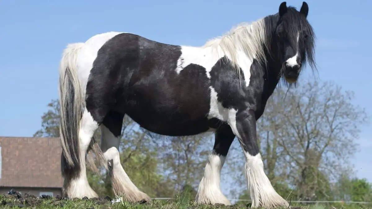 Belgian Draft Horse