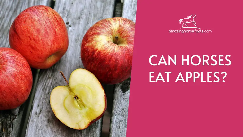 Can Horses Eat Apples