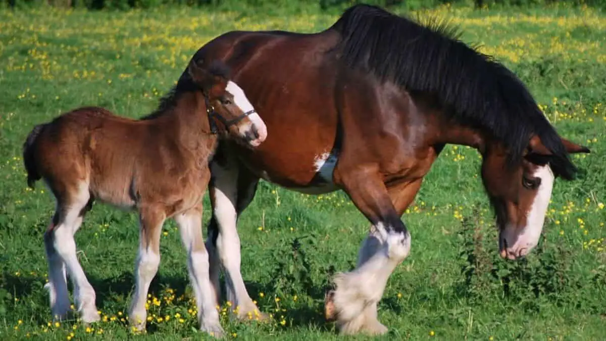 Clydesdales