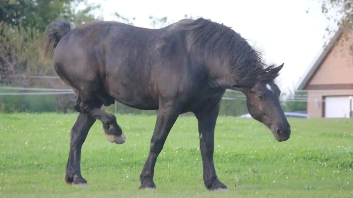 Percheron Horse