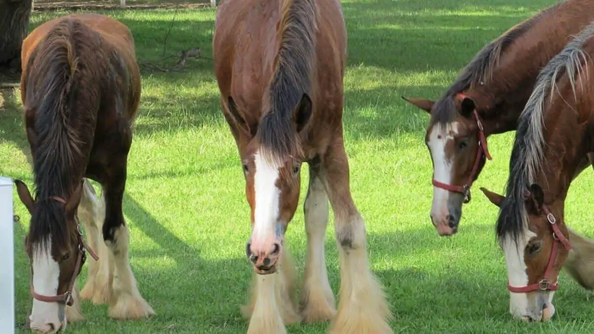 Clydesdale Horse