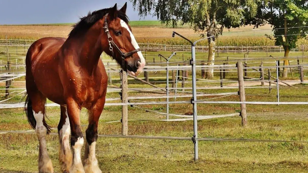 Biggest Horse Breed: Shire