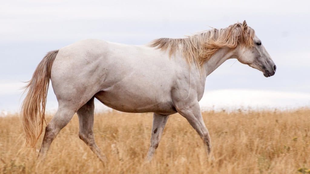 Gray Horse