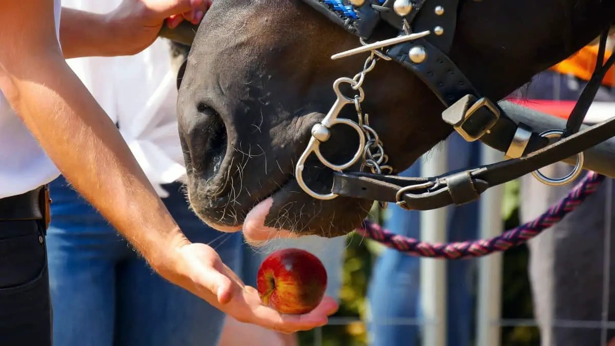 Horse About To Eat An Apple