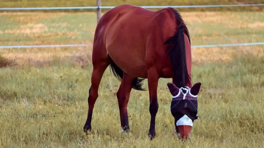 Horse Fly Mask