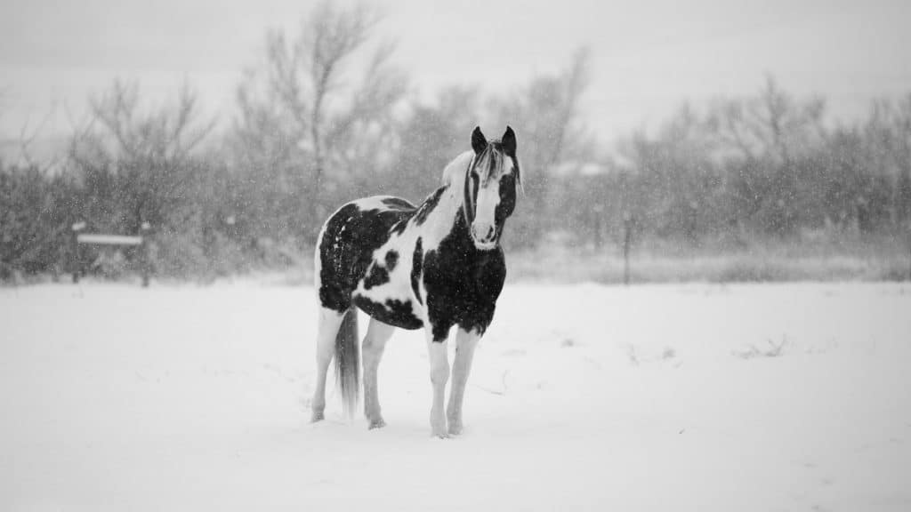 How Cold Can Horses Tolerate