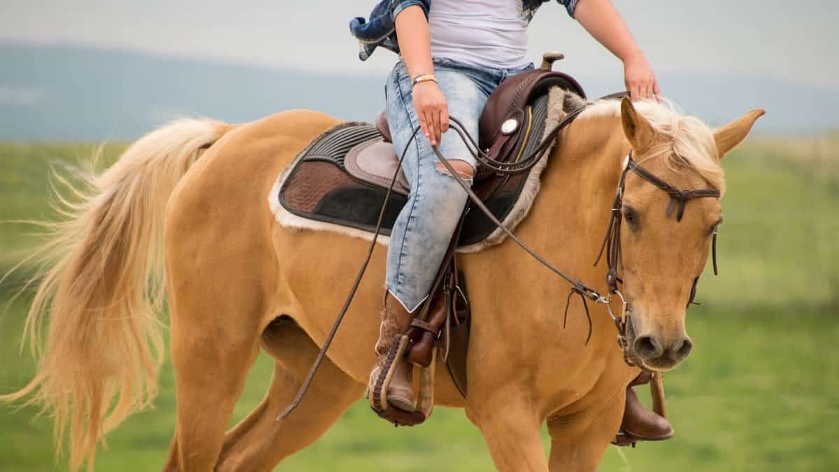 Palomino Horse