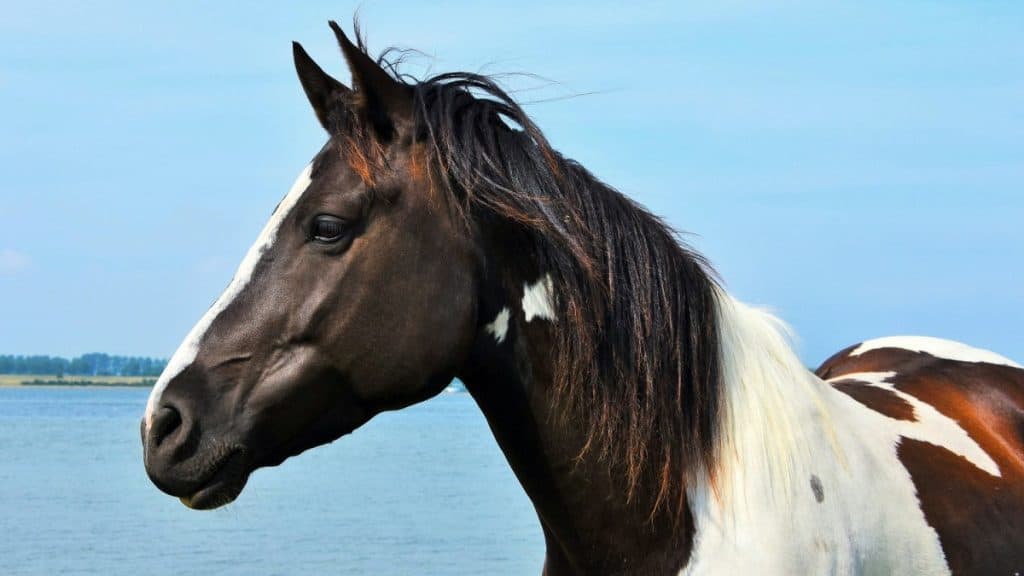 Pinto Horse