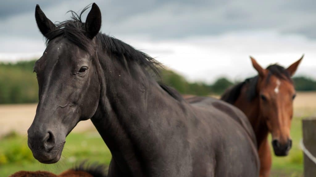 Swedish Warmblood Horse