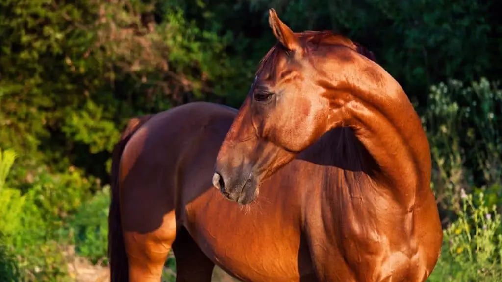 Hackney Horse