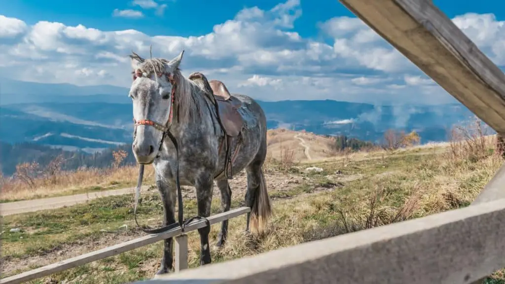 Caspian Horse