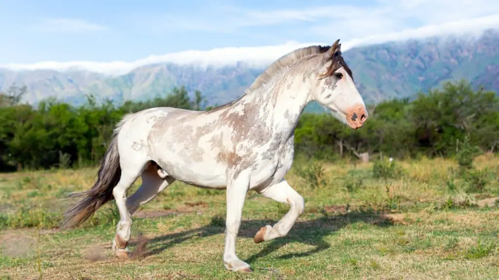 Criollo Horse