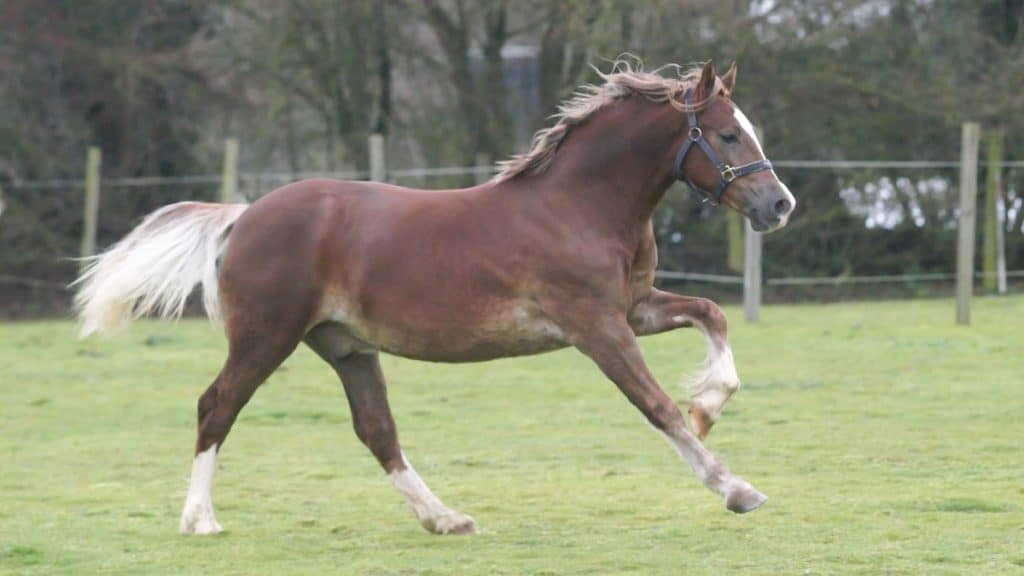 Welsh Cob Horse Facts And Information – Breed Profile - AHF