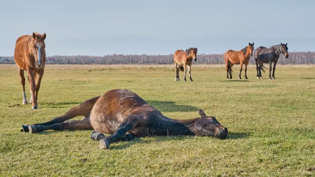 Can horses lay on their side?