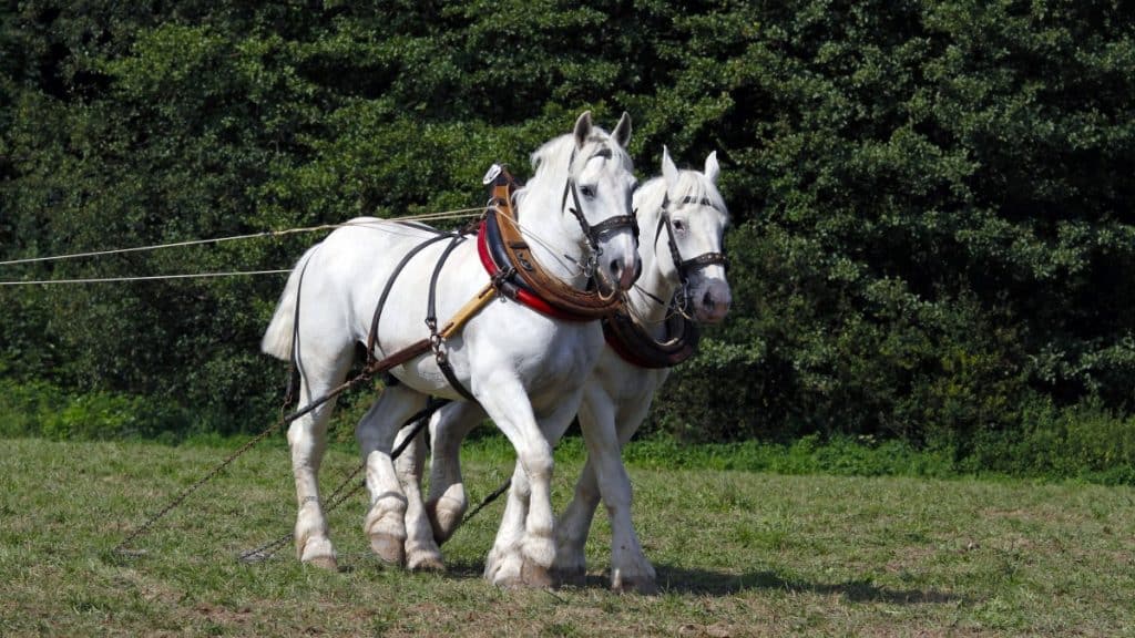 Boulonnais Horses