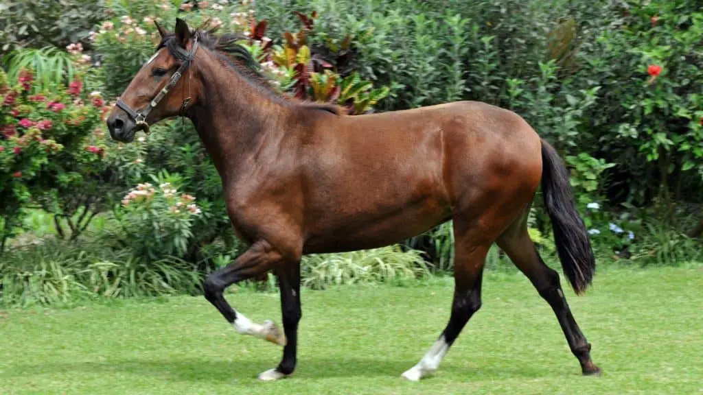 Peruvian Paso Horse