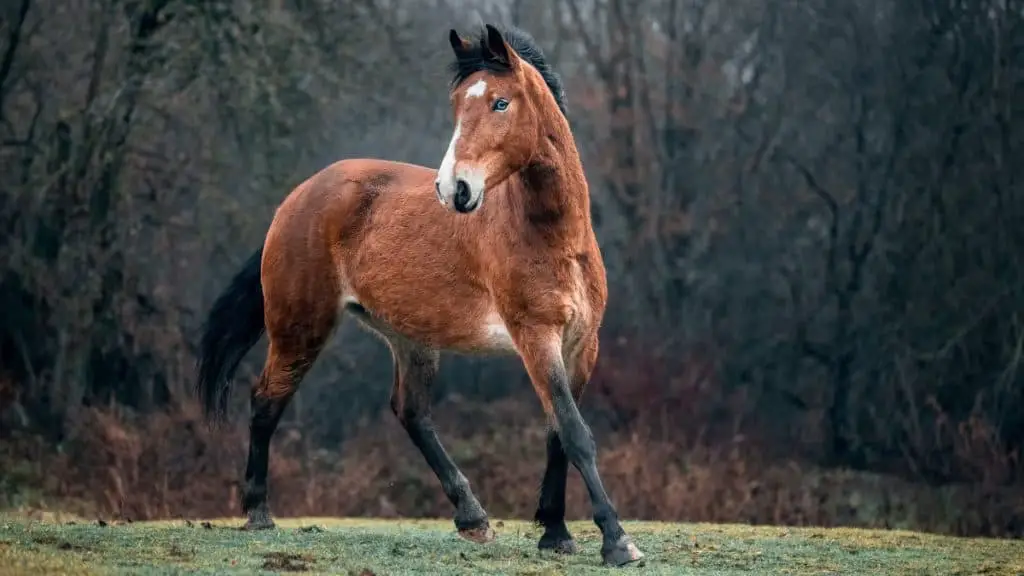 American Indian Horse (Mustang)