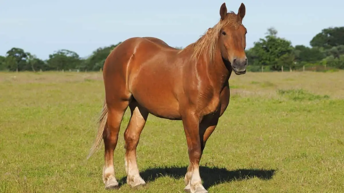 Suffolk Punch Horse