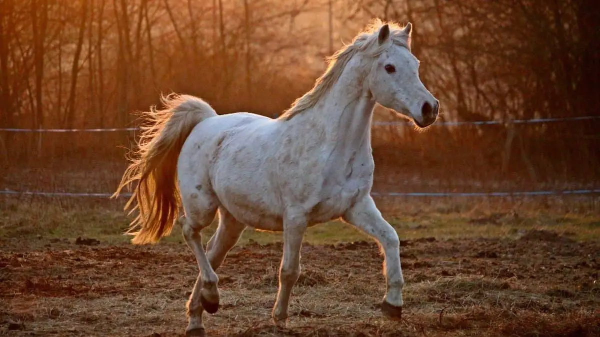 White Thoroughbred Horse