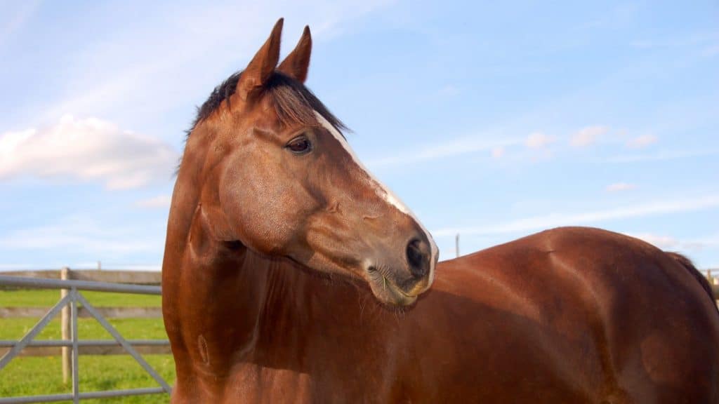 Selle Francais Horse