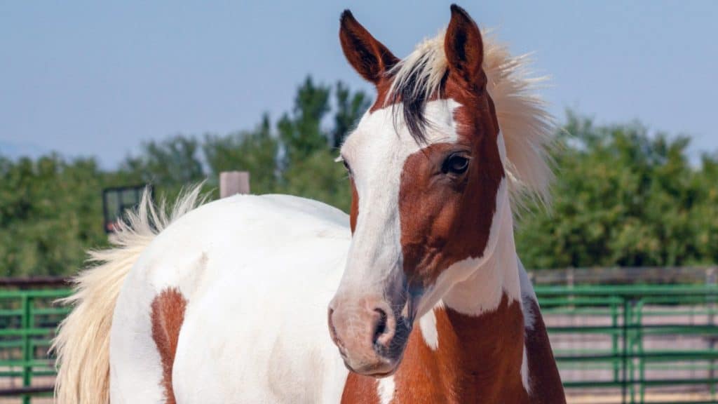 Spanish Mare Barb Horse