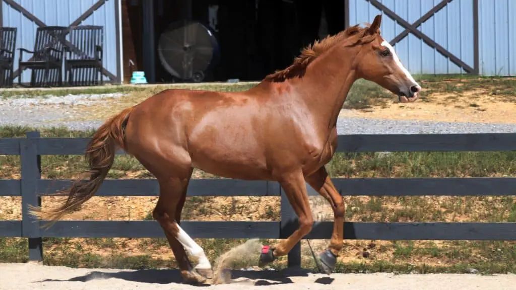 American Warmblood Horse