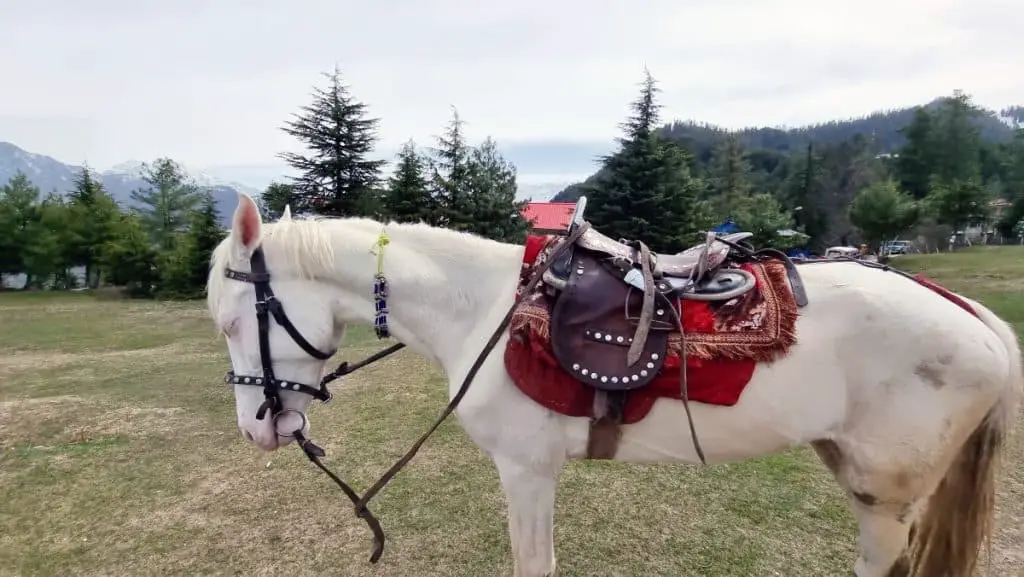 Camarillo White Horse