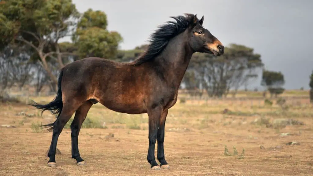 Brumby Horse