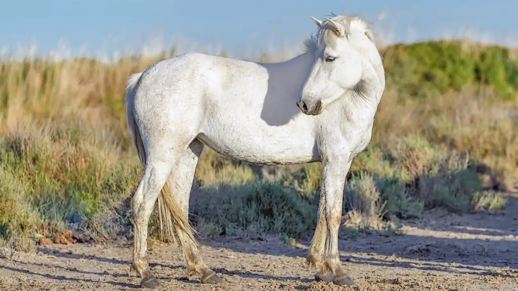 Camargue Horse