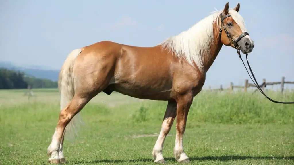 Haflinger Horse