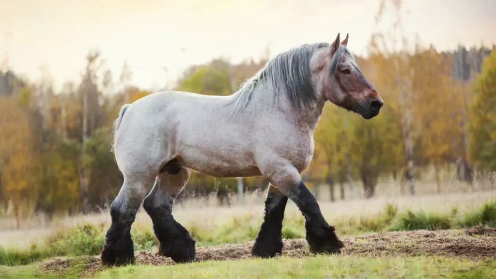 Belgian Draft Horse