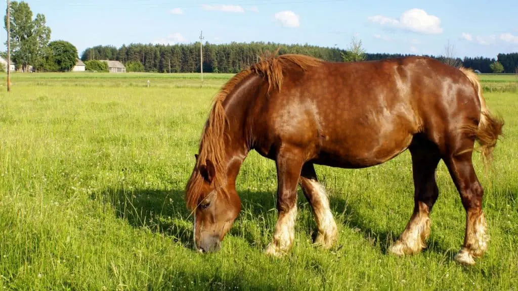 Sokolski Horse