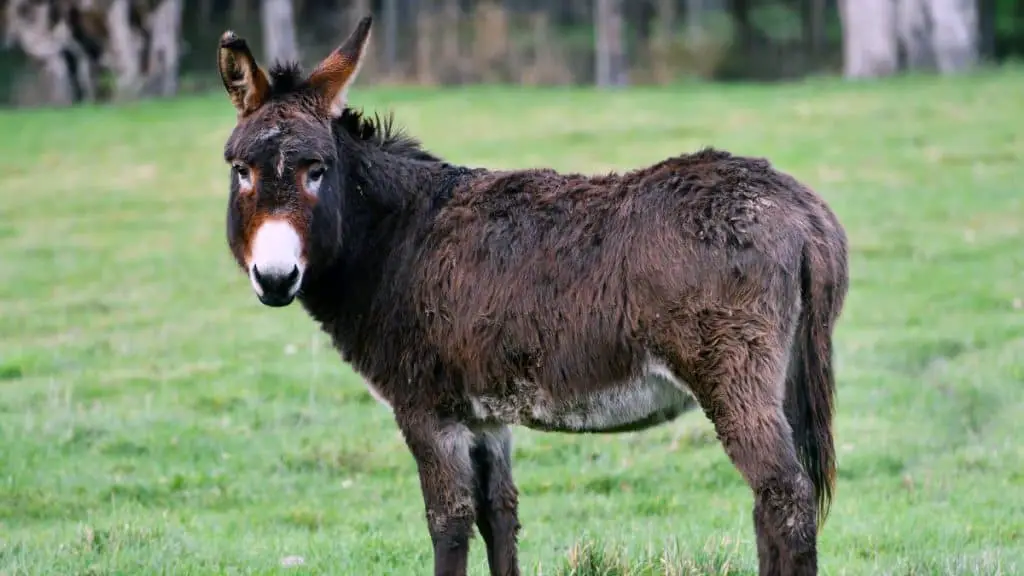 Handsome Donkey