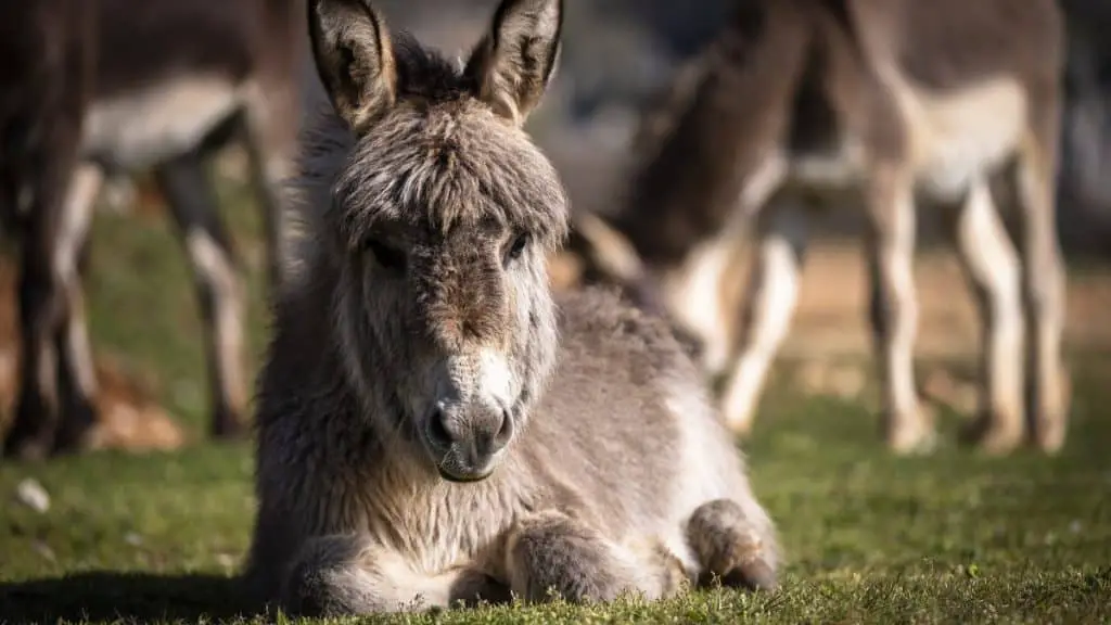 Donkey Sitting